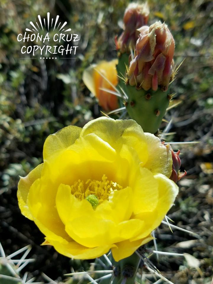 Yellow Poppy