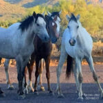 Wild Horses, Mesa Arizona